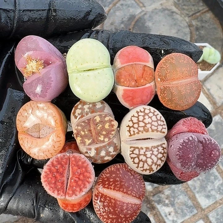 生石花1111。    83