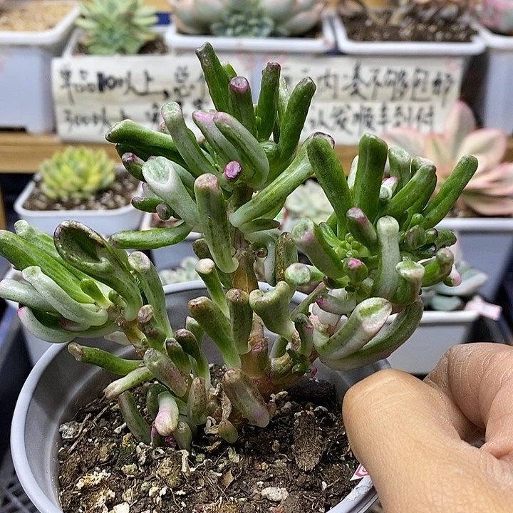 0362 吸财树锦自然群