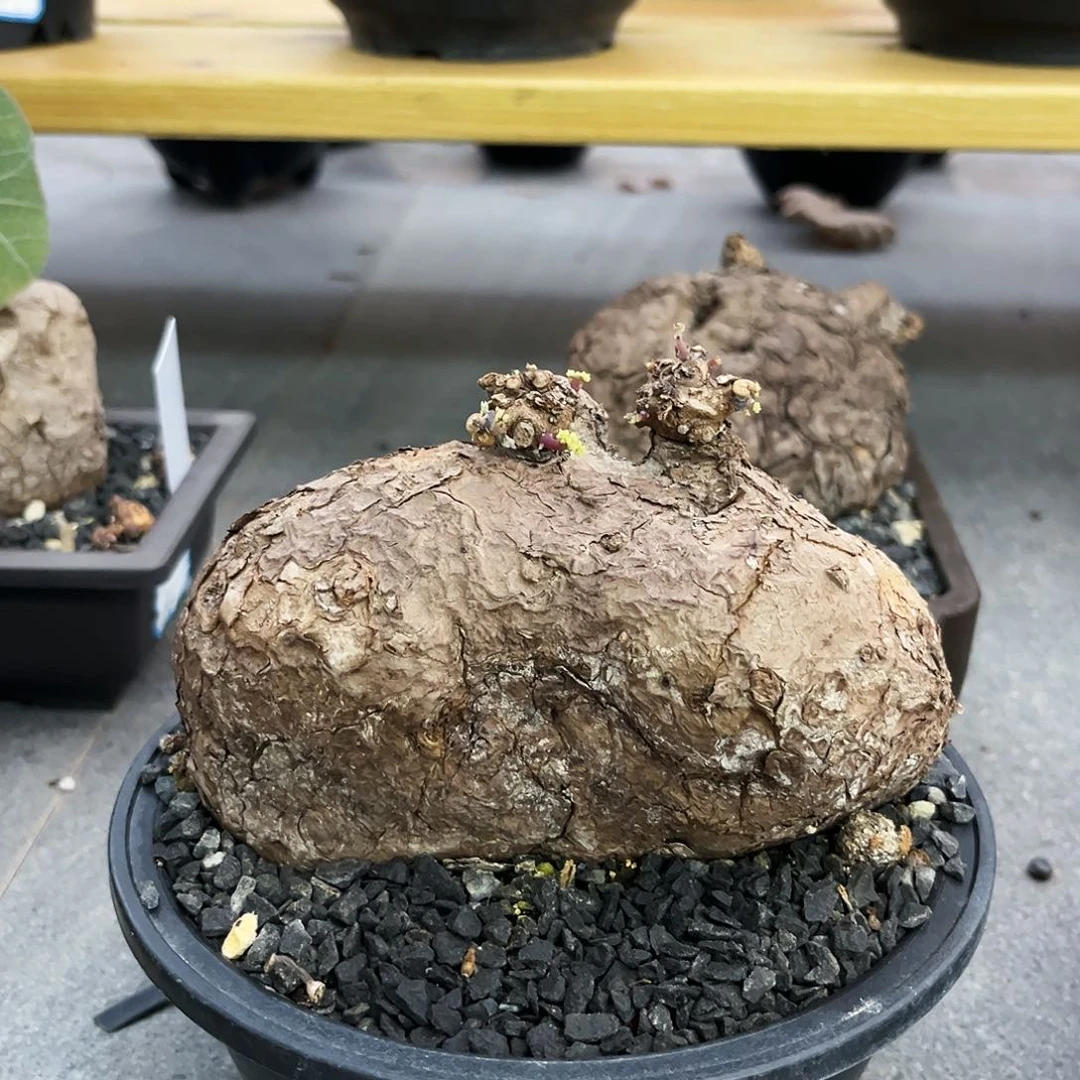 潮流植物，矮胖一叶龟，