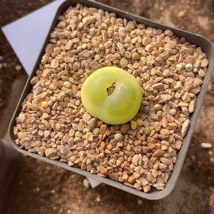 702。  大拉登一颗。   2.5左右。有伤