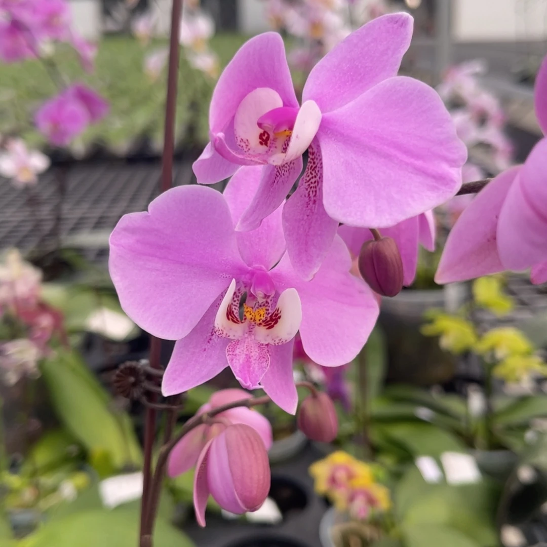 完全开放807 M405