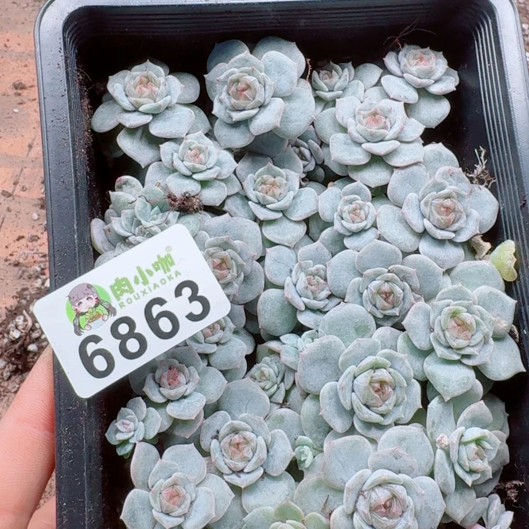 爱***笨多肉植物多肉植物
