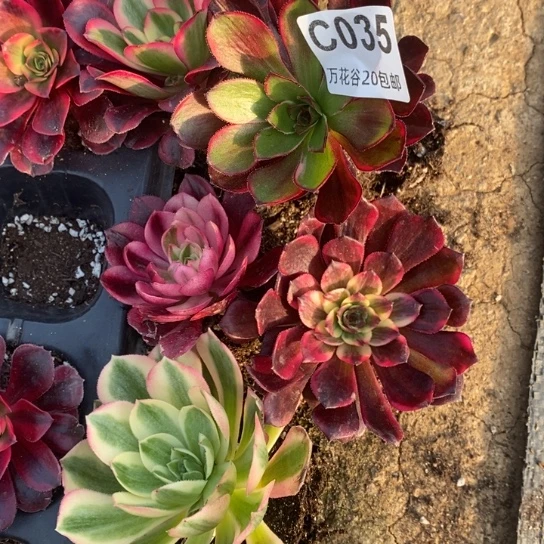 035五颗多肉植物