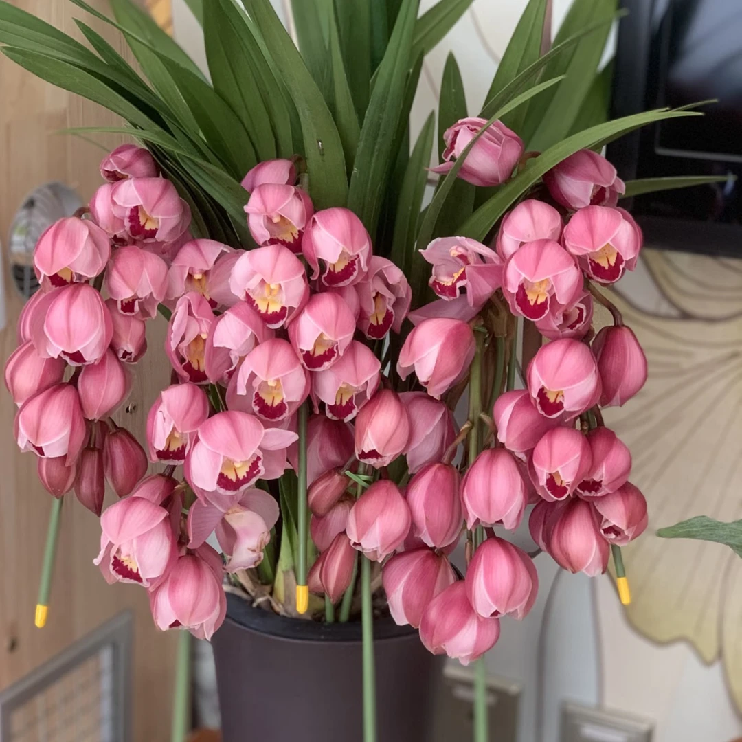 【福星】精品粉色落地款大花蕙兰A级苗室内好养活盆栽花期长