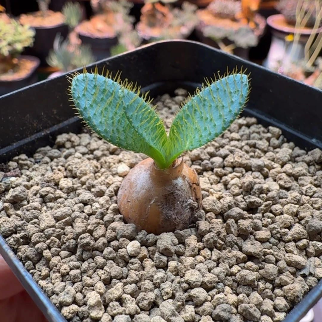 刺叶灯台百合622 仙人球