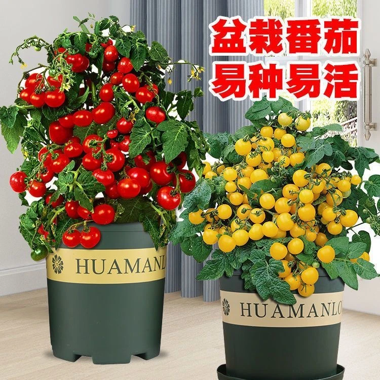 盆栽矮生番茄种子樱桃小番茄秧水果西红柿种子四季阳台圣女果种子