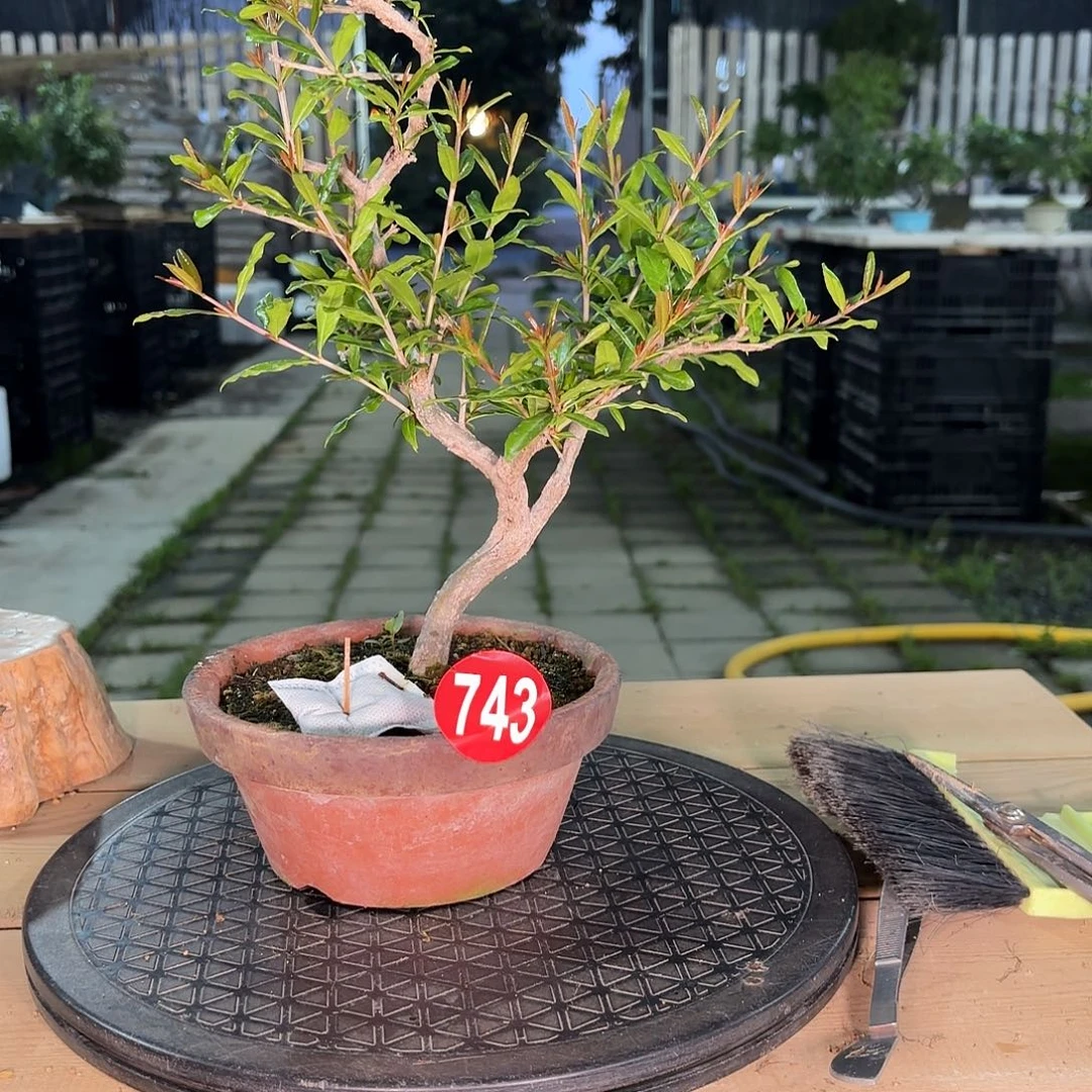 品**花一颗不留743号