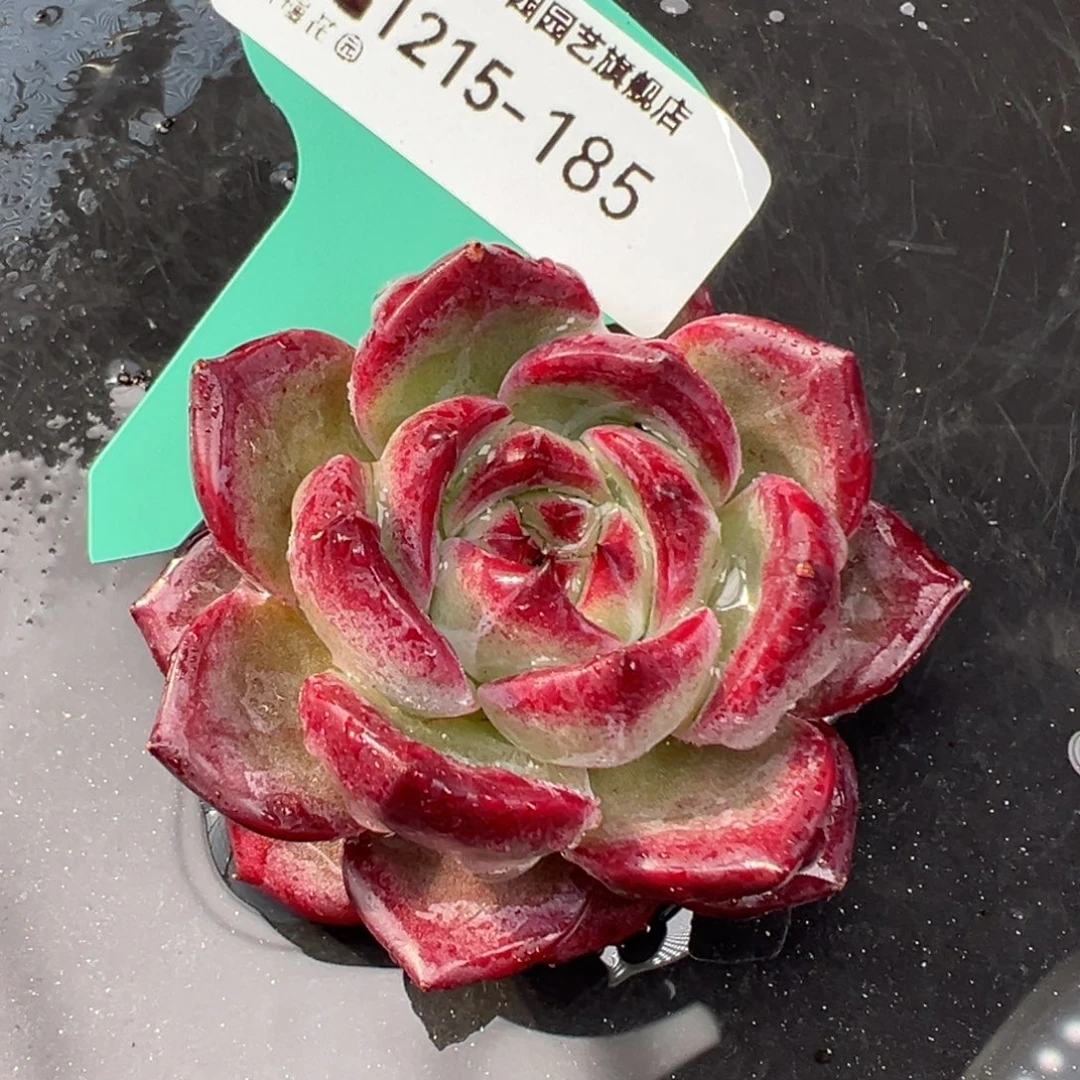 从前慢花园多肉编号1215-185