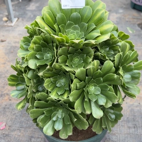 656绿羊绒25厘米左右