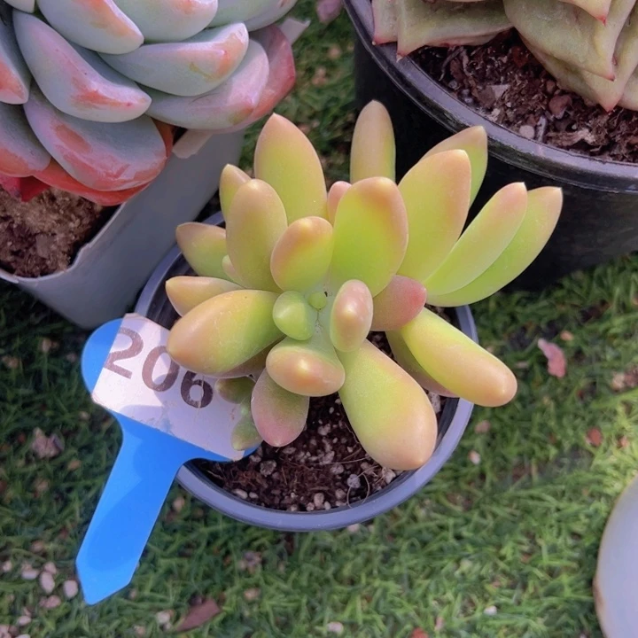 健健康康平平安安