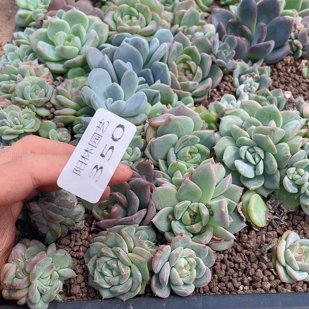 离***月多肉植物多肉植物350