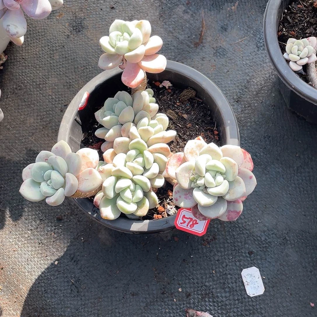 578花瓣鹿年尾清货一物一拍多肉