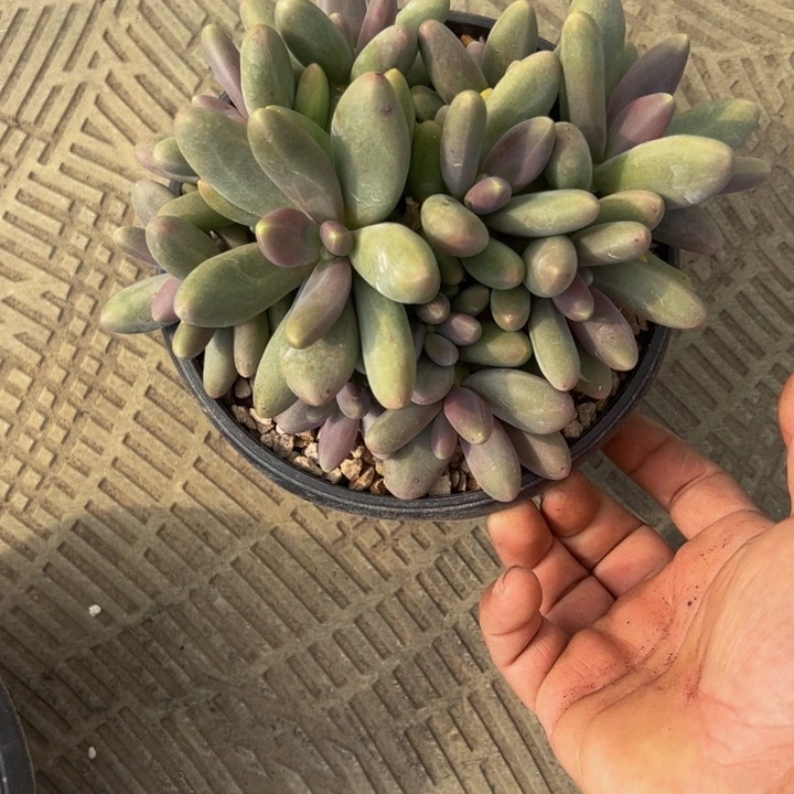 *****糖果美人自然群肉肉专拍