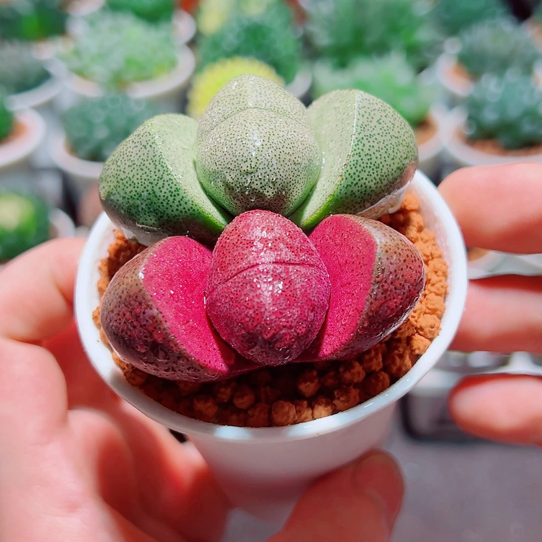 紫元宝➕绿元宝原盆土