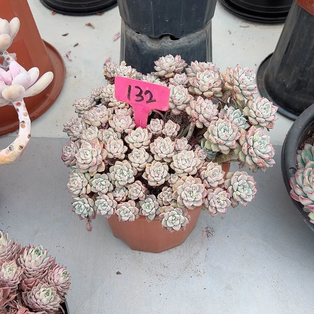 利**争132粉布偶多肉植物