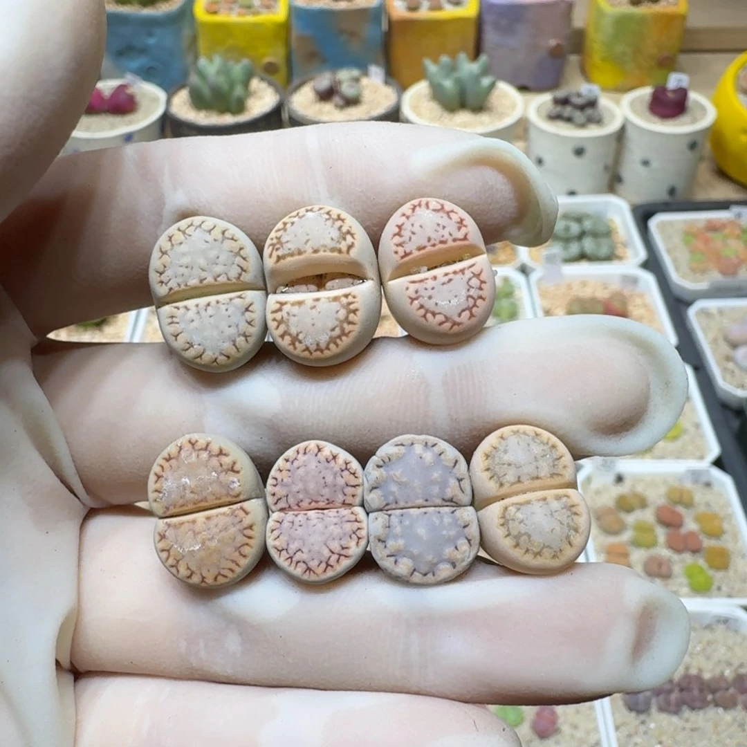 瑶**圆0116-58饼干1621.6