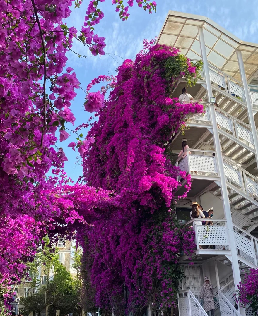 护心土发，云南紫三角梅四季循环开花，五年以上