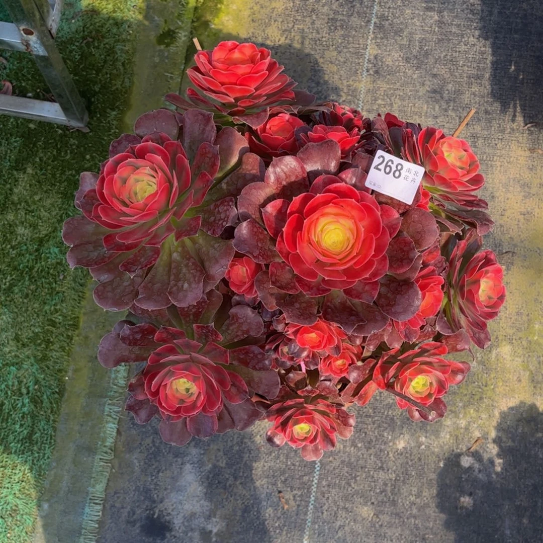 多肉香妃000000268