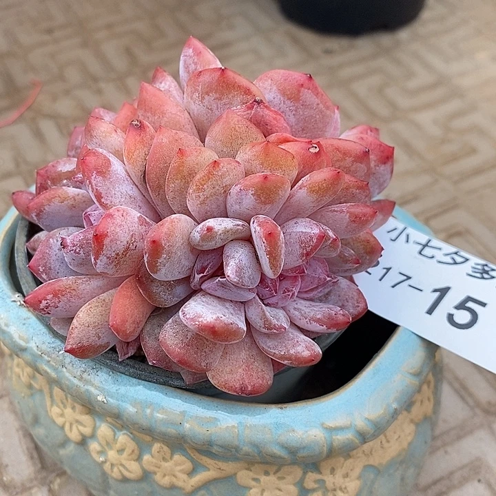 小七夕多肉橙梦露缀15