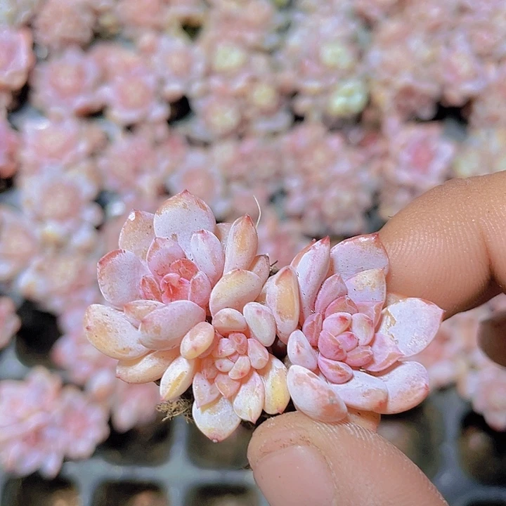 星星橙群【满10颗包邮】