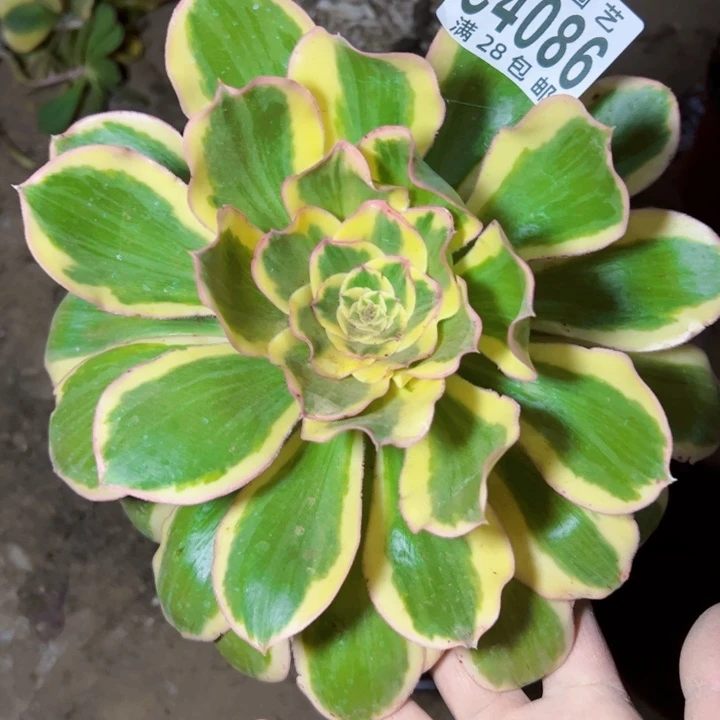 燕姿锦多肉植物法师4086