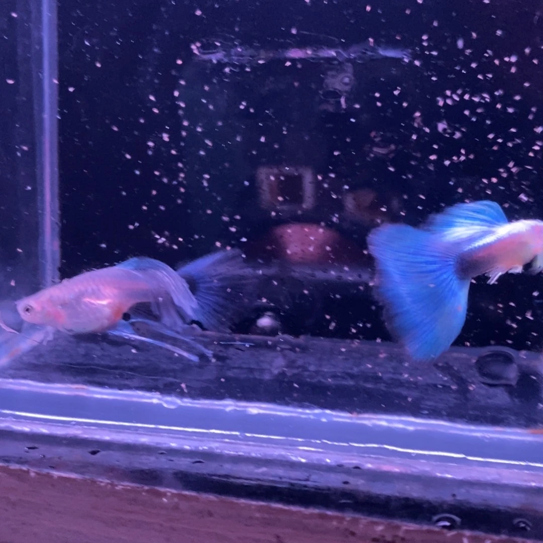 孔雀鱼黄化蓝礼服绒球一对