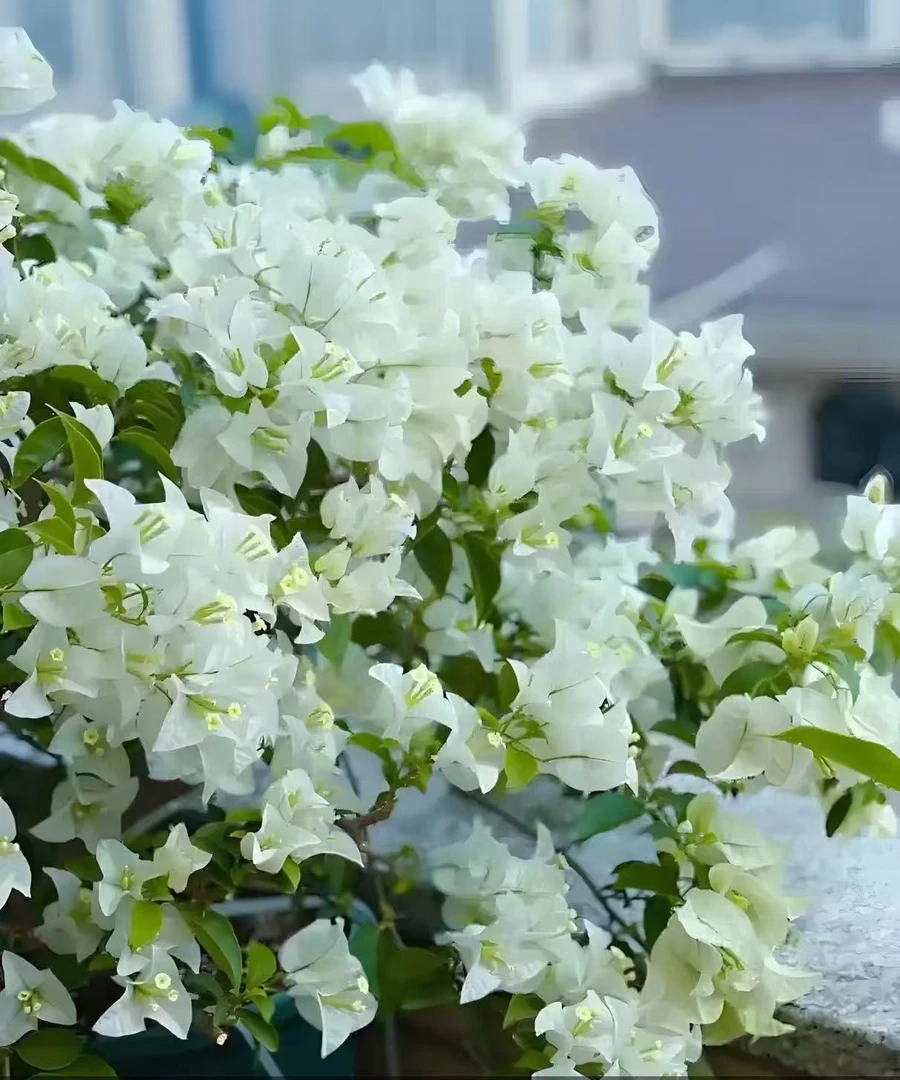 三角梅花卉四季勤花丰花不易掉花（一物一拍）
