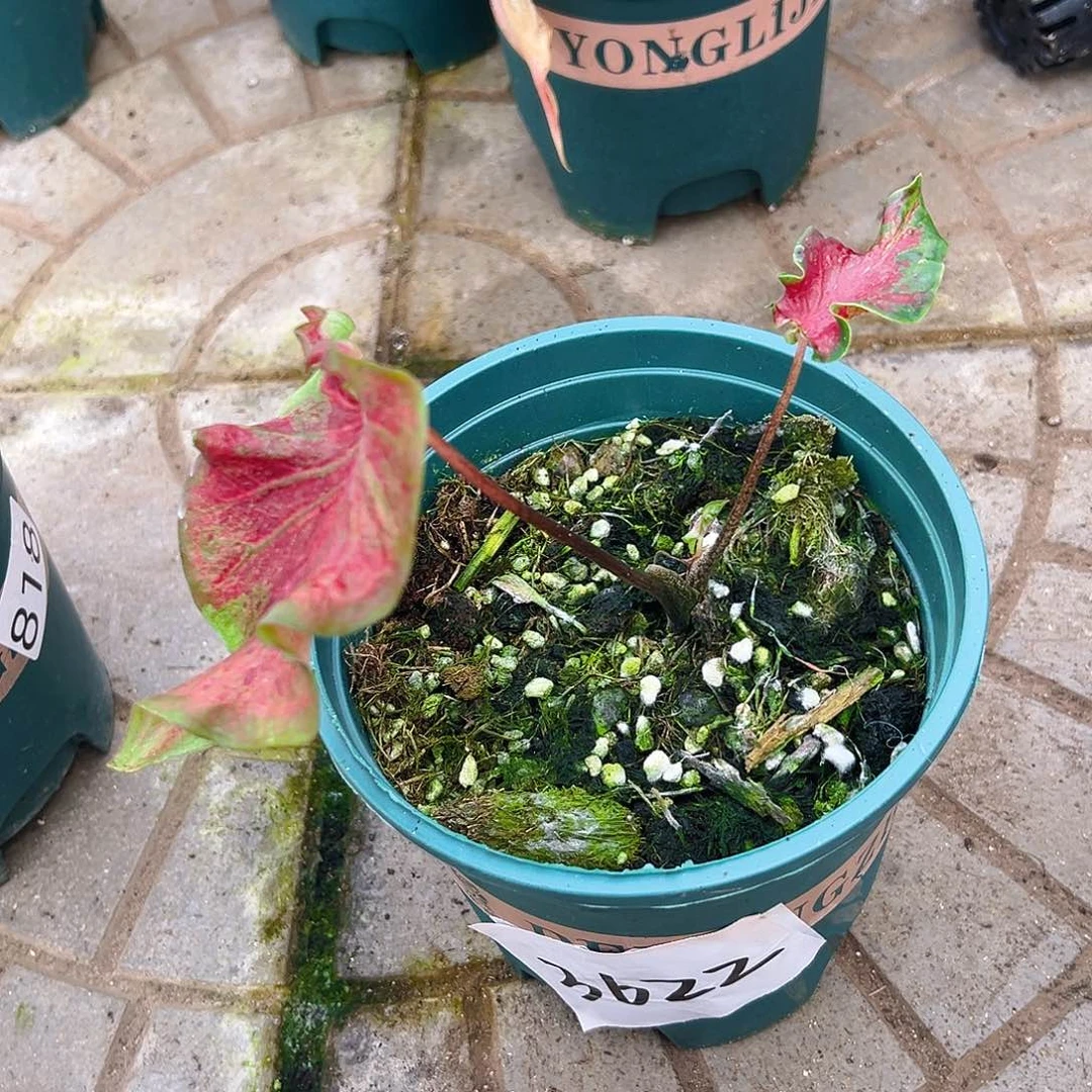 阳***天完全开放一物一拍3622