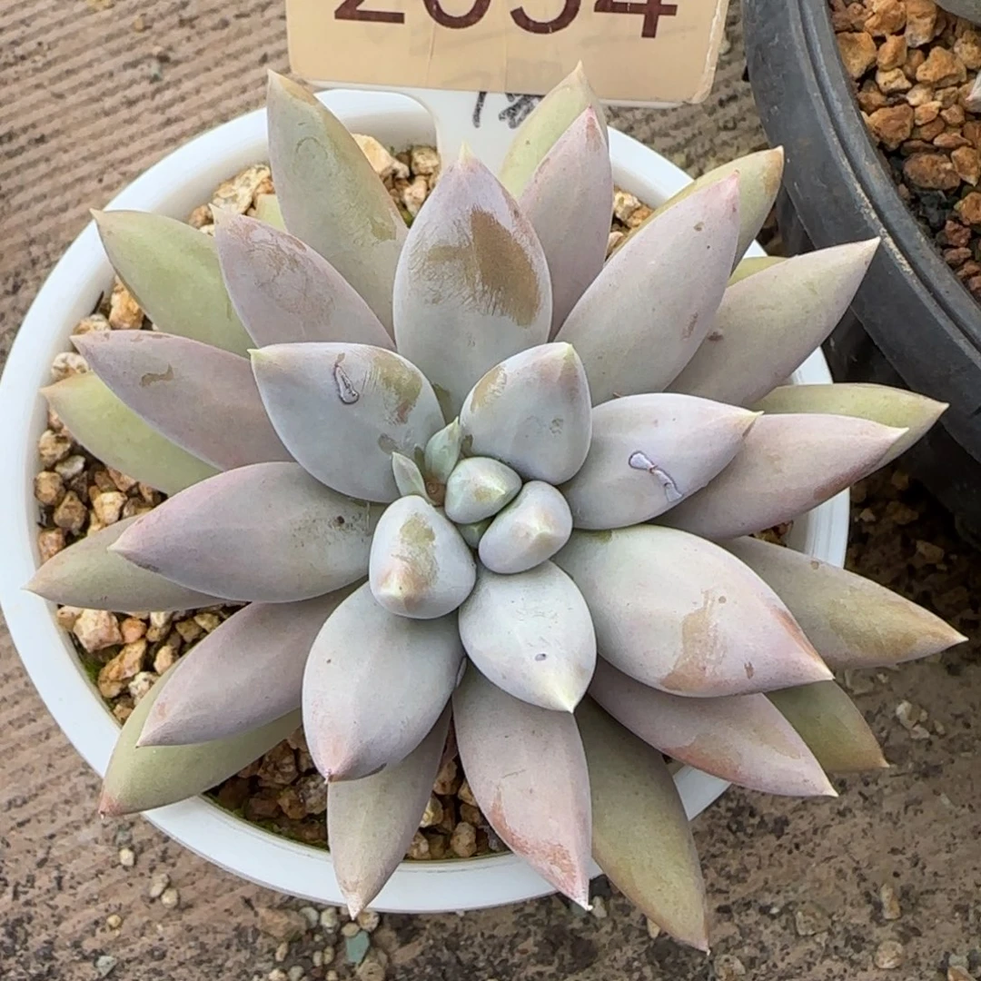 2054。         哥特。