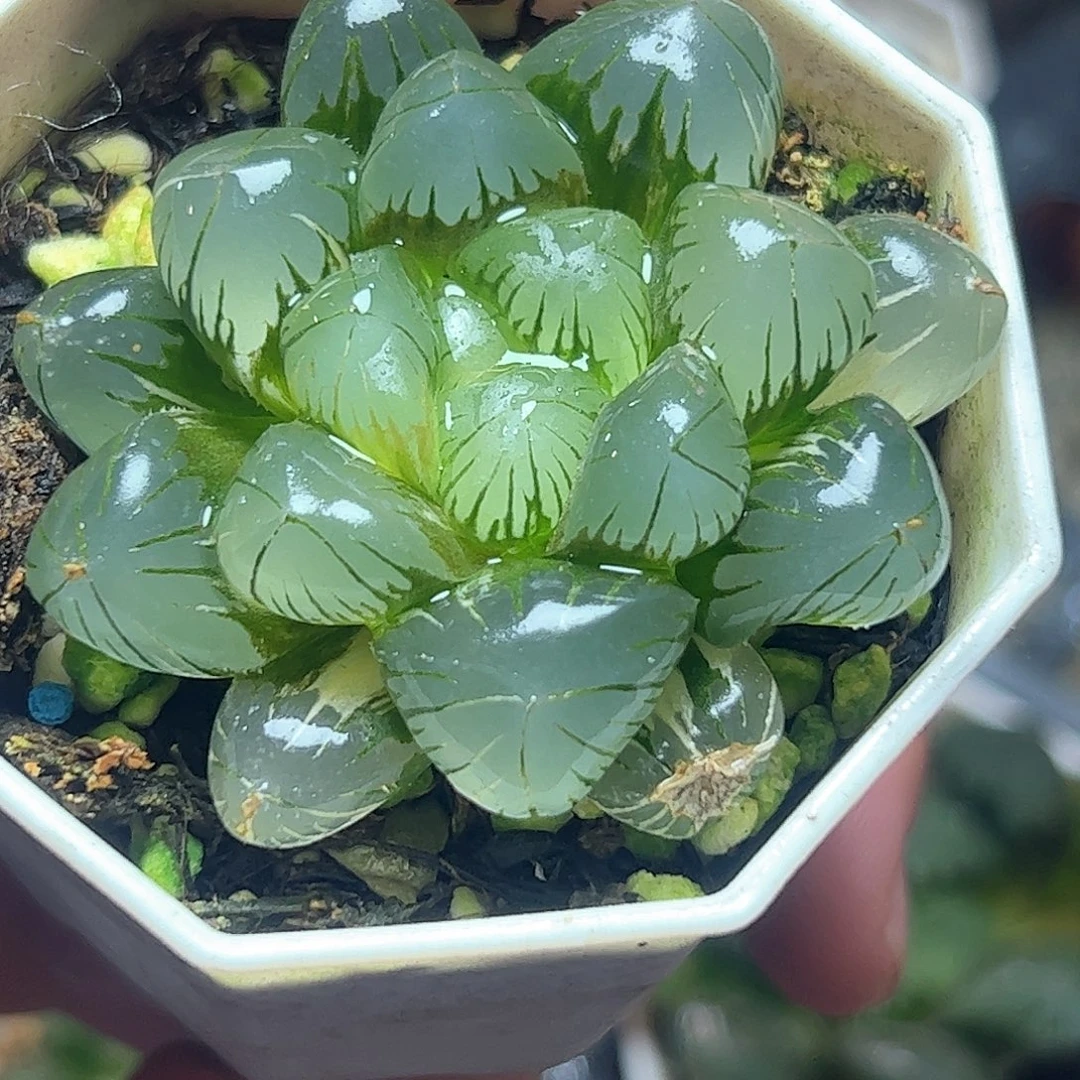 地泉锦十二卷多肉植物