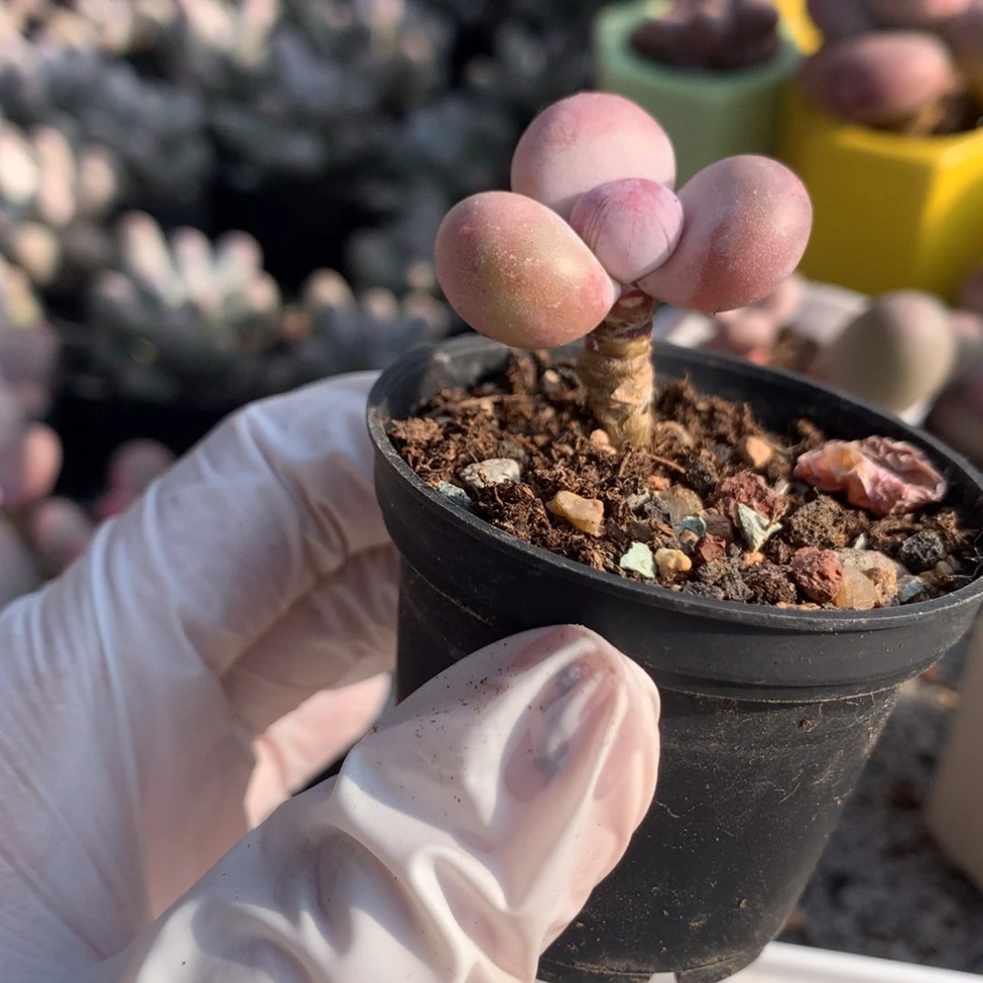 鸡蛋奶酪多肉鸡蛋奶