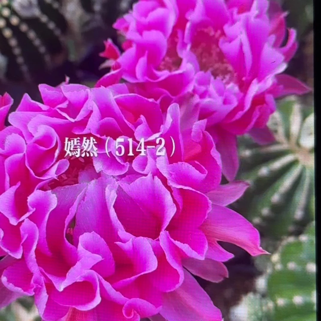 带根514-2彩侧牙20包邮仙人球6