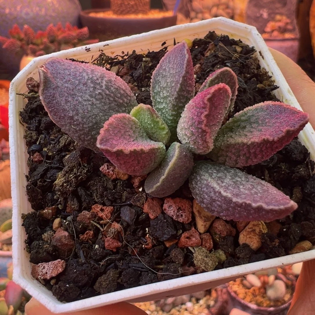 黛***歌我们都在努力着改变自己