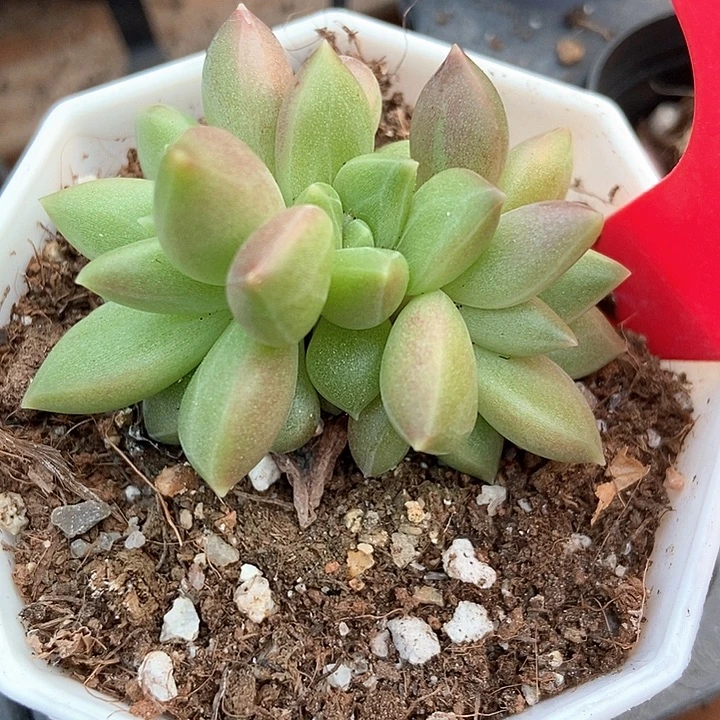 多肉植物迷雾泡泡838多肉