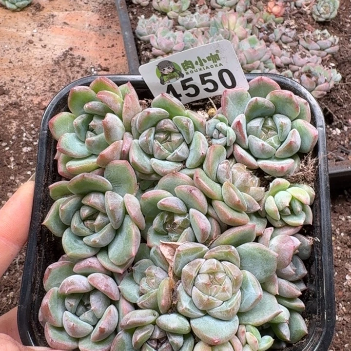 多肉植物多肉植物