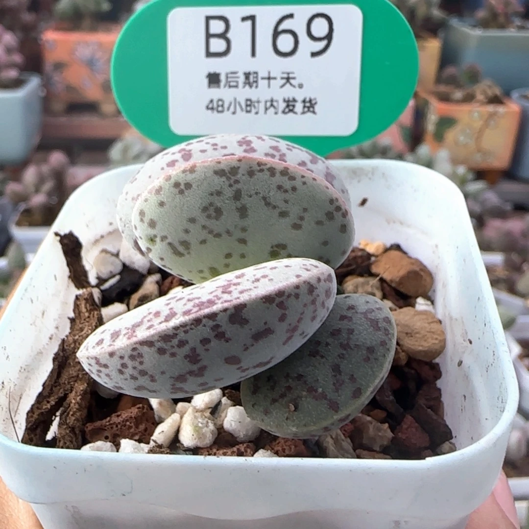 花蛋。    169。