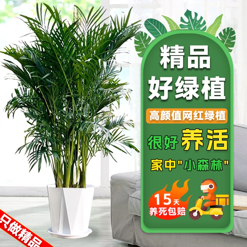 富贵椰子1米2-1米4绿植盆栽盆栽水土培四季常青客厅摆件吸甲醛