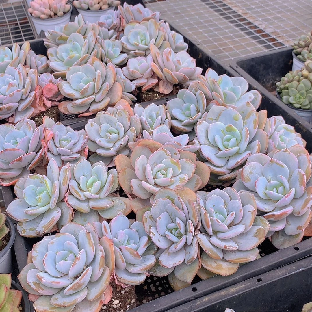 双头老庄韩奶茶888888888888