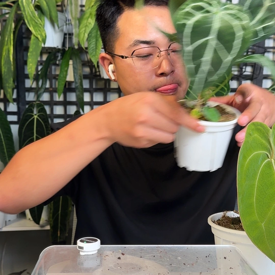 无花朵北**才一物一拍W80