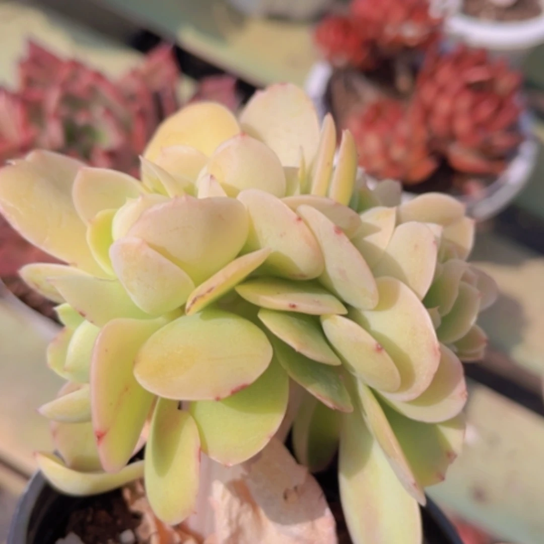 【闪购商品】碧桃缀1099