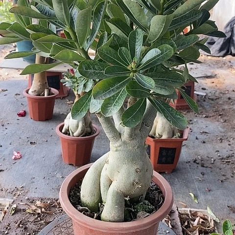 【闪购商品】无花朵霸*花