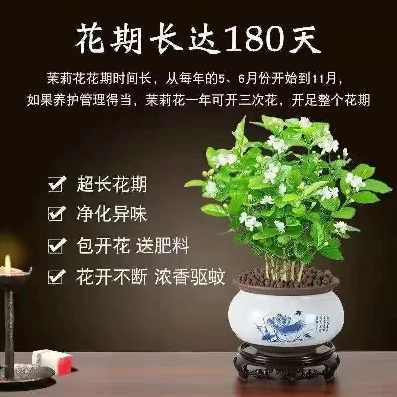 浓香型重瓣茉莉带花苞室内外种植四季开花新手易养入门级花卉