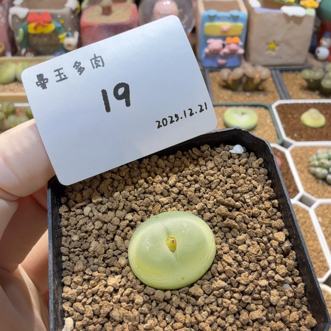 丁***加多肉多肉多肉12.21-019