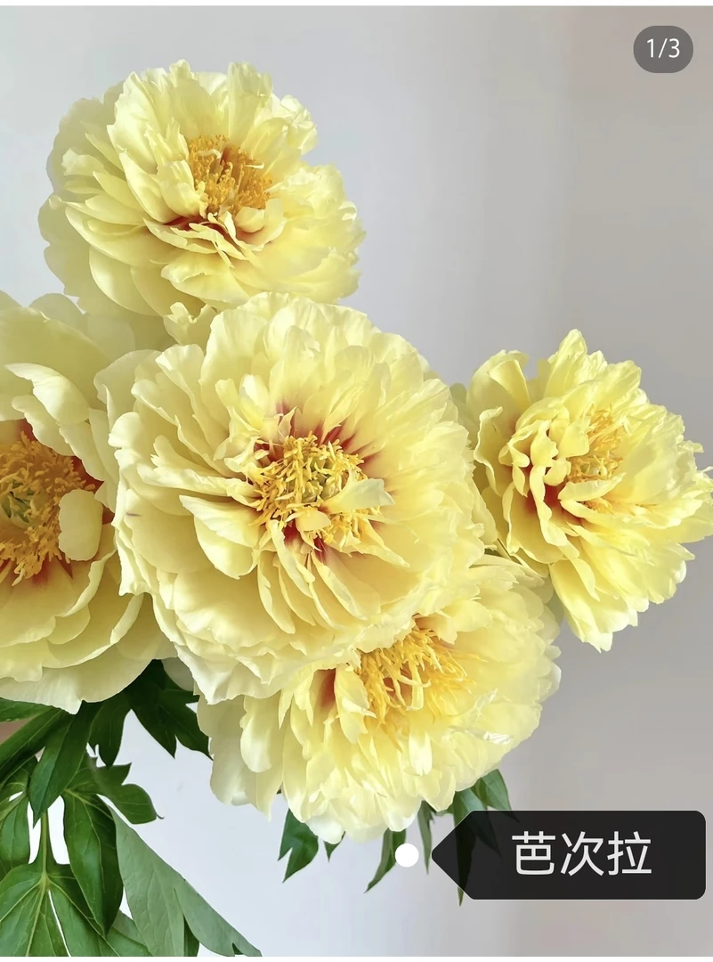 进口芍药黄色（芭次拉）重瓣花