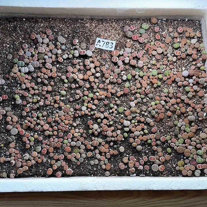A783 生石花脱土发货