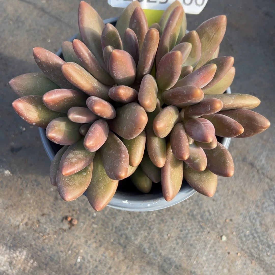 12025100 芒果奶群生无砍平头