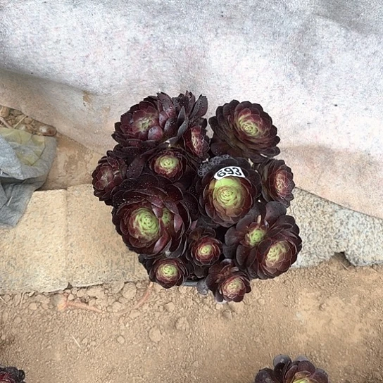 多肉植物黑濹693号有砍过不包断枝