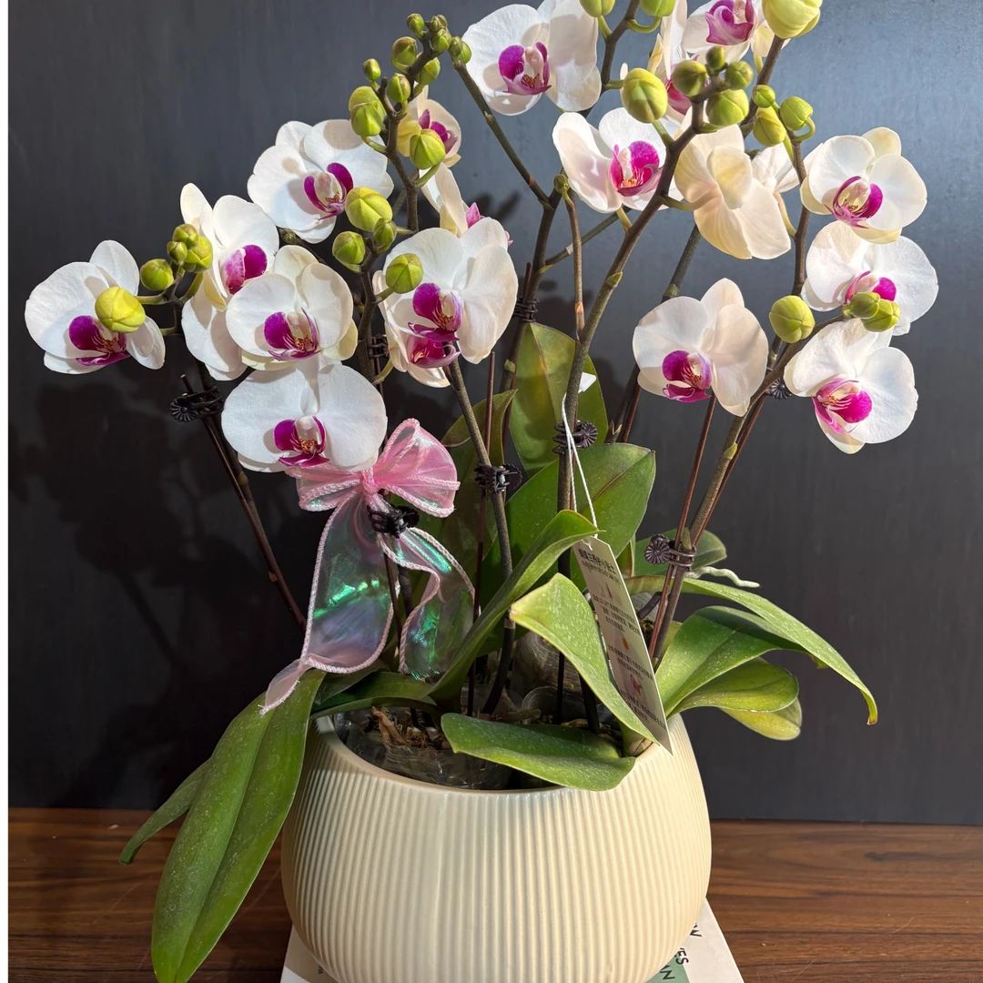 蝴蝶兰【雪玉】盆栽花卉观花植物室内厂家直销批发兰花