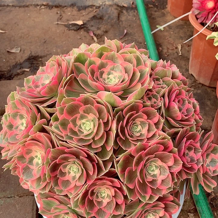 粉女郎，多肉植物