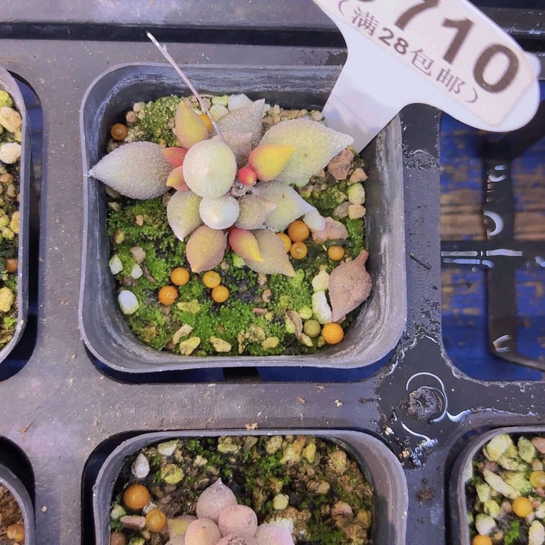 C710小辣椒一物语拍